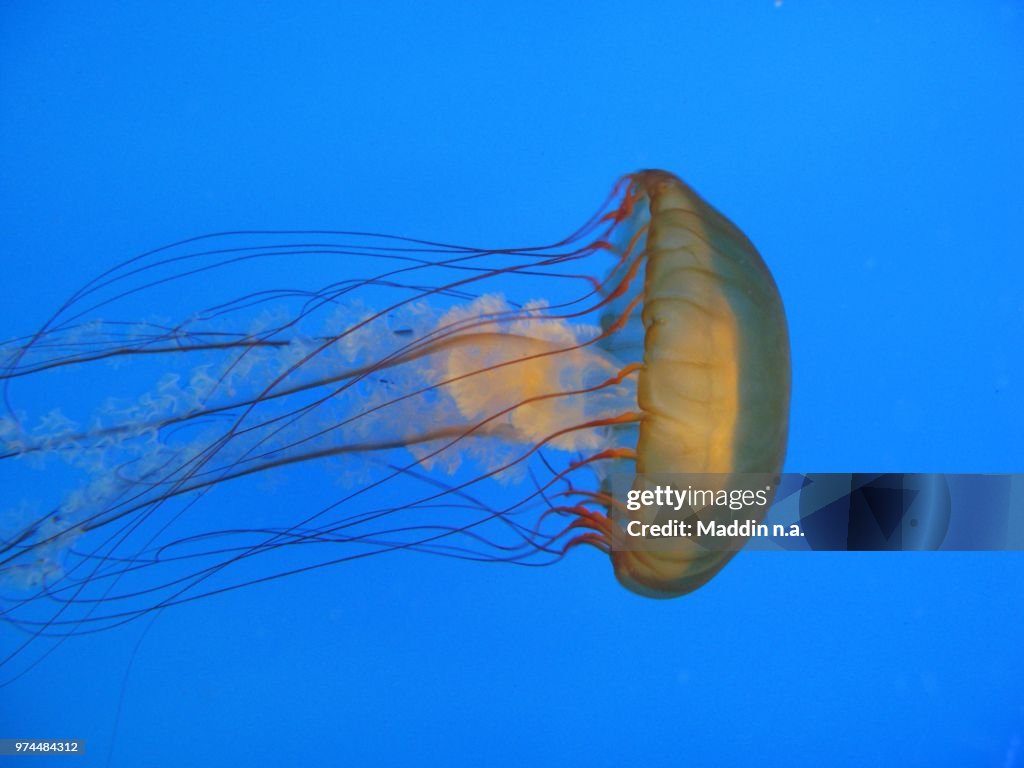 Sea Nettle (Chrysaora melanaster)