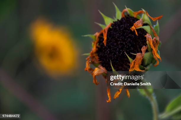 Shrivelled Rasin 230 Shriveled Stock Photos, High-Res Pictures, and Images - Getty Images