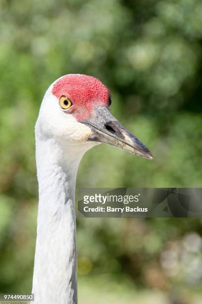 sandhill crane - barry crane stock pictures, royalty-free photos & images