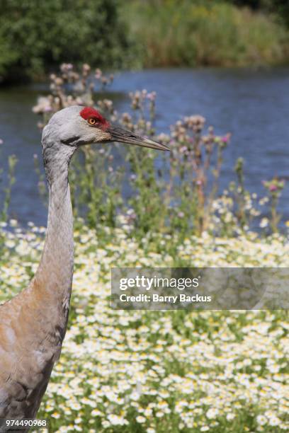 sandhill crane - barry crane stock pictures, royalty-free photos & images