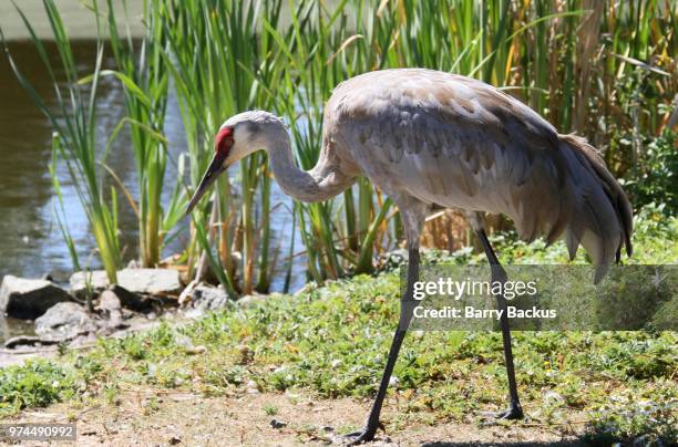 sandhill crane - barry crane stock pictures, royalty-free photos & images