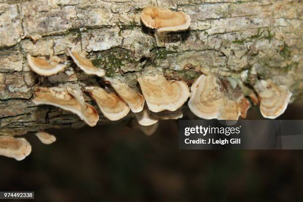 turkey tail - agaricomycotina stock pictures, royalty-free photos & images