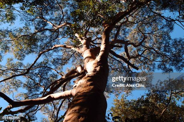 katoomba, australia - katoomba fotografías e imágenes de stock