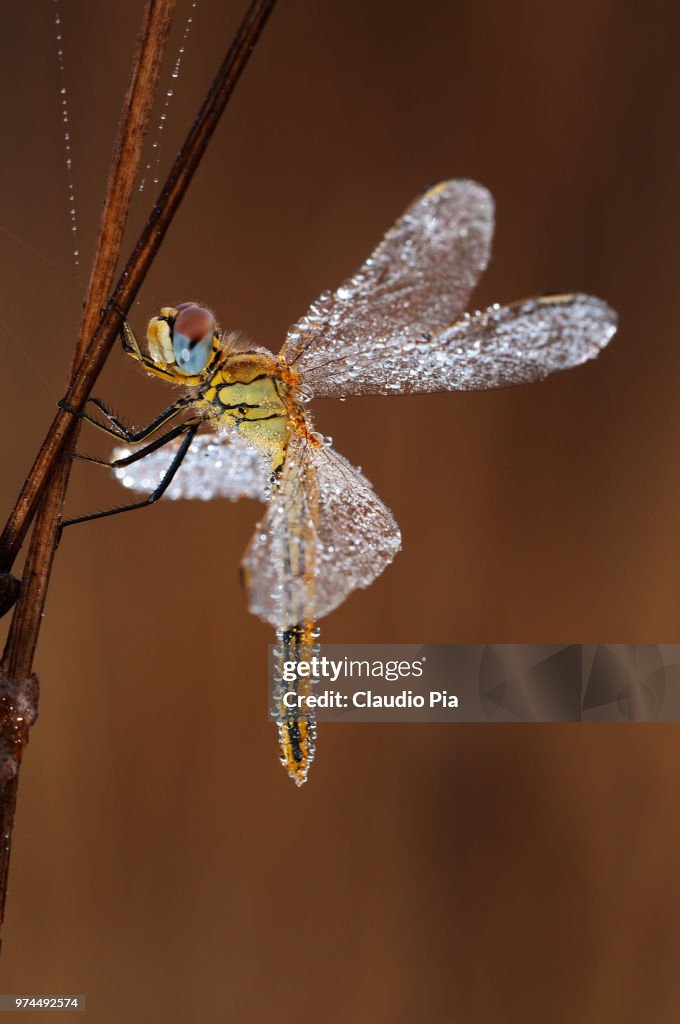 Sympetrum fonscolombii female