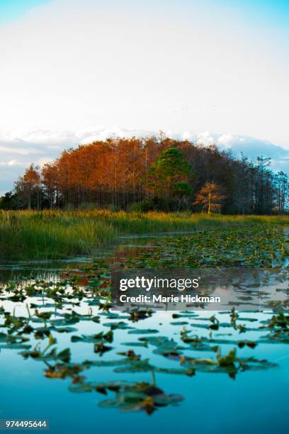 florida marshland on lake okeechobee, a tributary and part of florida water filtration. - lake okeechobee ストックフォトと画像