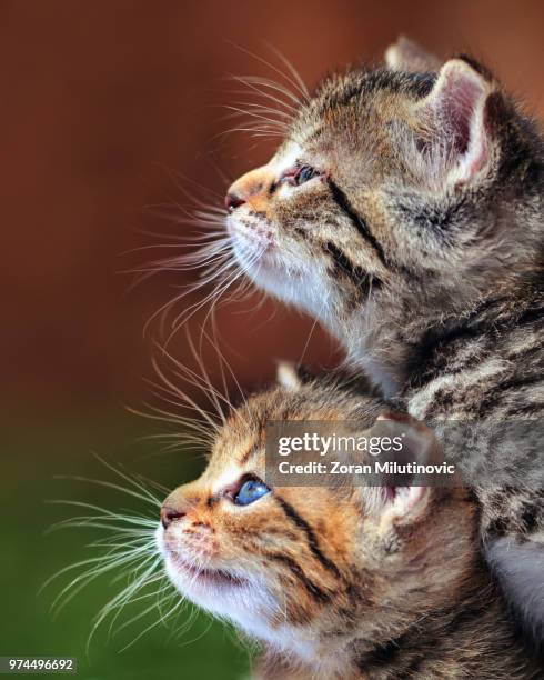 Two For Fun High-Res Stock Photo