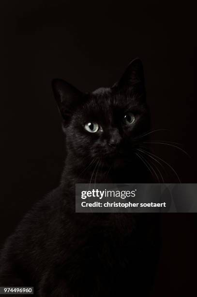 portrait of black cat - camouflaged cat ストックフォトと画像