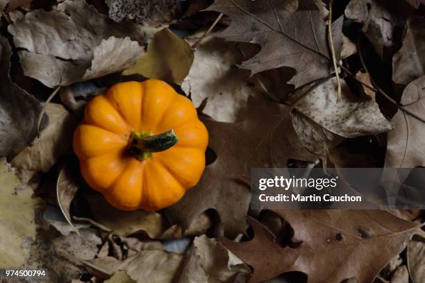 mini pumpkin - beefsteak tomato stock pictures, royalty-free photos & images