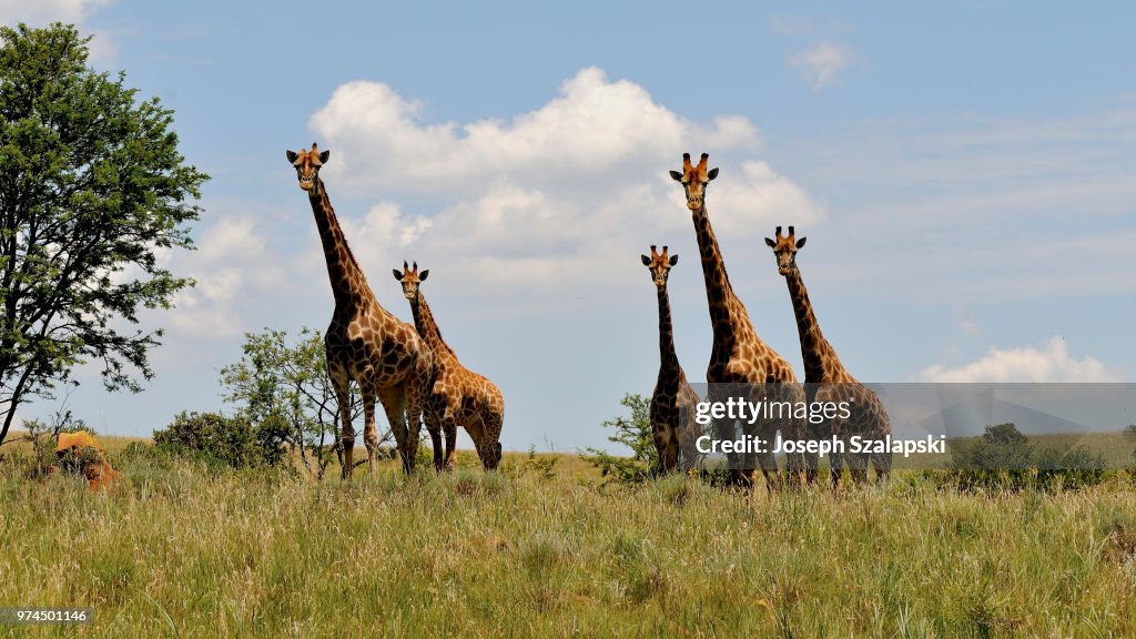 Family of giraffes in the bushveld
