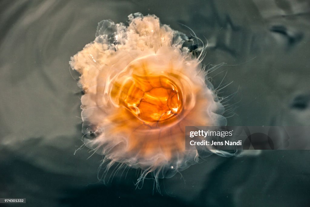 Surfacing jelly