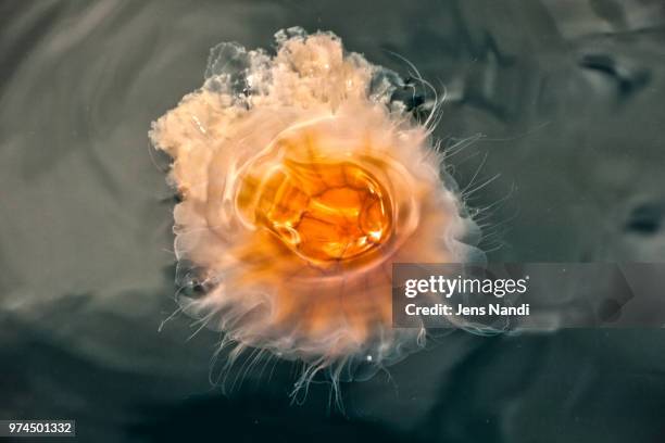surfacing jelly - flame jelly stock pictures, royalty-free photos & images