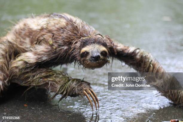 three-toed sloth bathing, san francisco, california, usa - bicho preguiça - fotografias e filmes do acervo