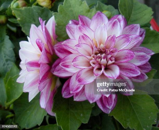 Patsy Stock 8,563 Patsy Stock Photos, High-Res Pictures, and Images - Getty Images
