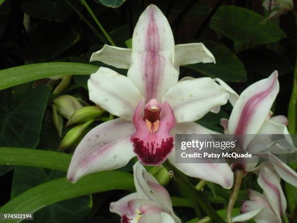 Patsy Stock 9,600 The Patsy Stock Photos, High-Res Pictures, and Images - Getty Images