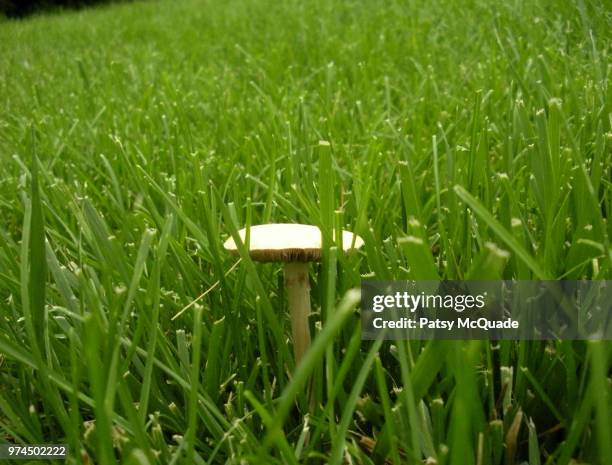 Patsy Stock 8,563 Patsy Stock Photos, High-Res Pictures, and Images - Getty Images