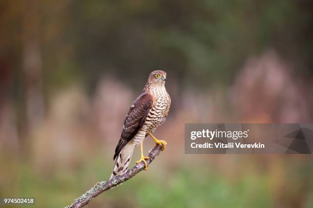 accipiter nisus, sparrow-hawk - sparrow hawk - fotografias e filmes do acervo