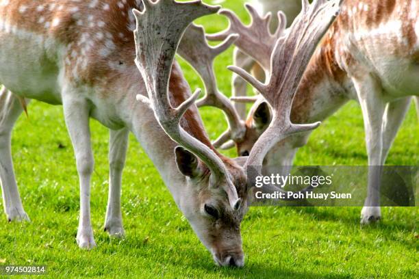 Fallow Discing 276 Fallow Deers Stock Photos, High-Res Pictures, and Images - Getty Images
