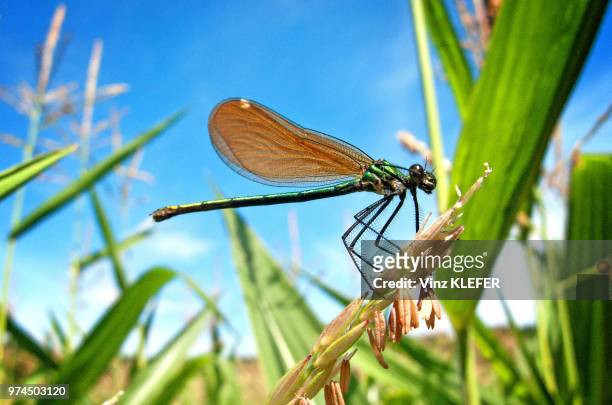 close-up of green dragonfly, france - libellule bildbanksfoton och bilder