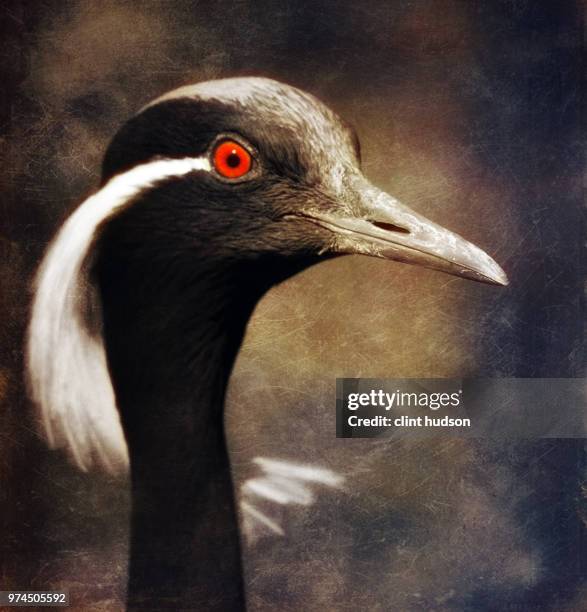 monty - demoiselle crane stock pictures, royalty-free photos & images