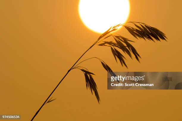 morning grass - scott cressman stock pictures, royalty-free photos & images