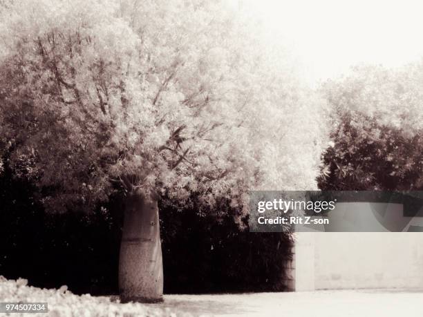 el arbol de la vida - arbol de la vida foto e immagini stock