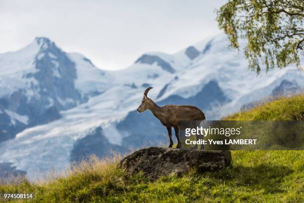 862 French Alps Animals Photos and Premium High Res Pictures - Getty Images