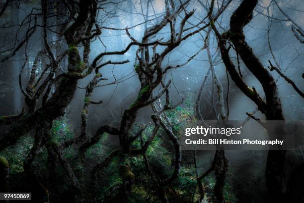 rain forest mist - bill hinton stock pictures, royalty-free photos & images