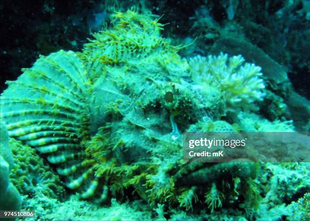 brutus - brutus stock pictures, royalty-free photos & images