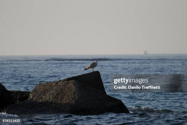 gabbiano solitario - gabbiano stock pictures, royalty-free photos & images