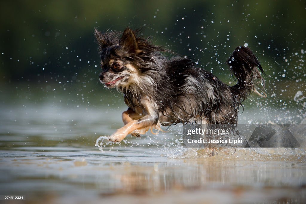 Chihuahua playing in water, Haltern am See, Germany