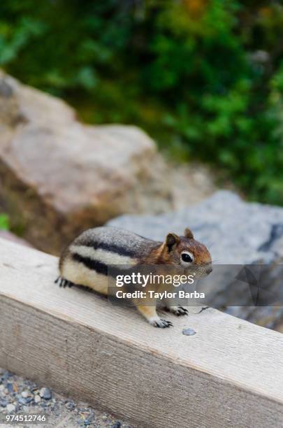 squirrel 2 - barba stock pictures, royalty-free photos & images
