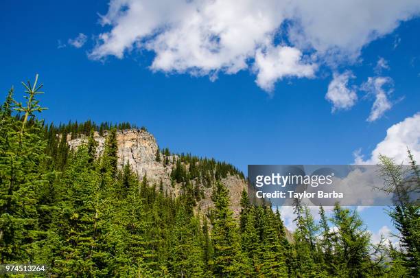 blue sky, green forest - barba stock pictures, royalty-free photos & images