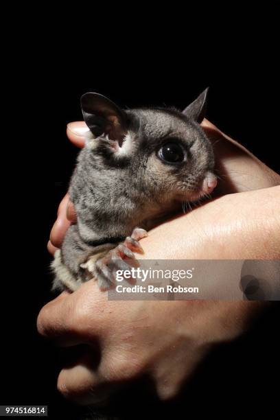 sugar glider (2) - sugar glider stock pictures, royalty-free photos & images