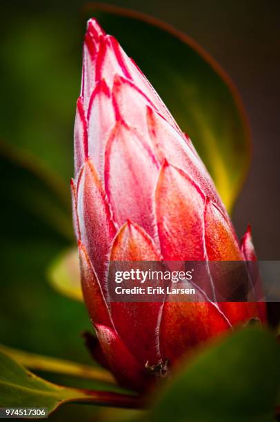 natures candle - protea stock pictures, royalty-free photos & images