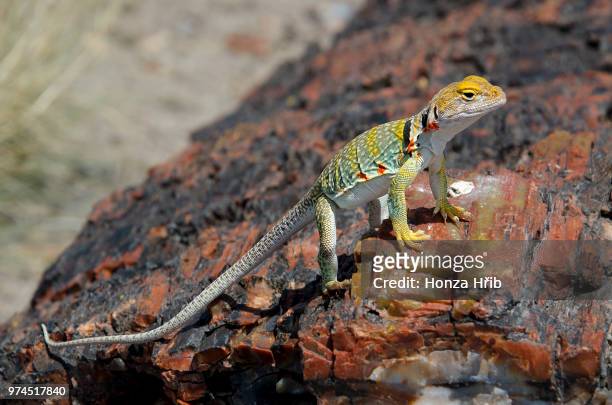 colorful lizard - lagarto de collar fotografías e imágenes de stock
