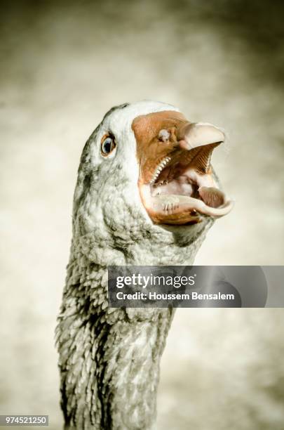 horror goose - anser indicus stock pictures, royalty-free photos & images
