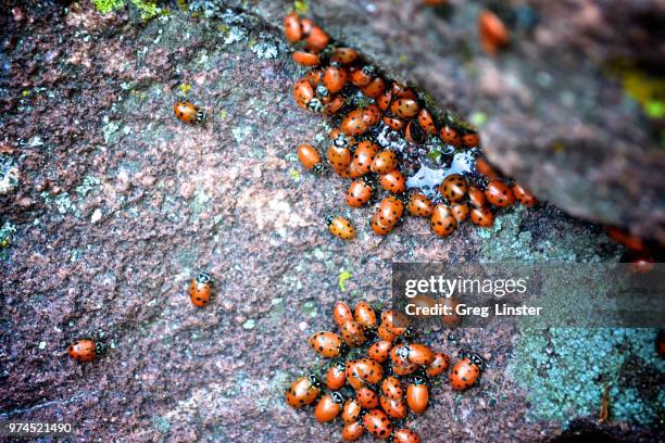 lady bugs - joaninha imagens e fotografias de stock