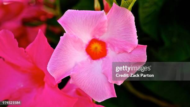 mandevilla - mandevilla stock pictures, royalty-free photos & images