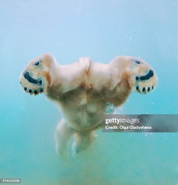 A diving polar bear seen from the rear.