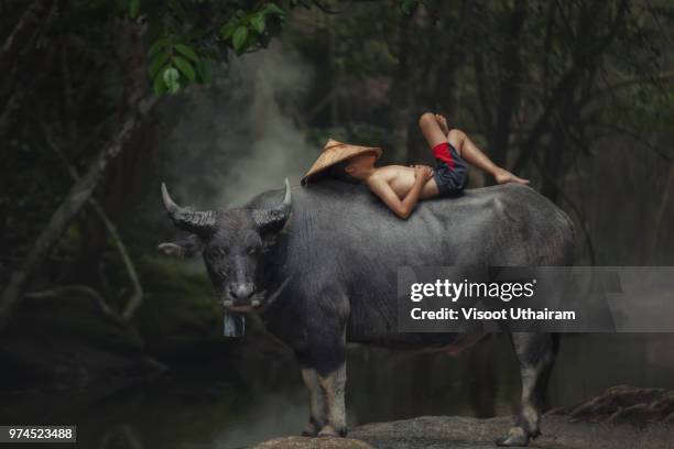 asia children sleeping on water buffalo at rural. - domestic water buffalo stock-fotos und bilder