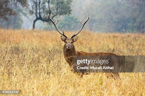 Barasinghs Images A Barasingha In A Grassy Field High-Res Stock Photo - Getty Images