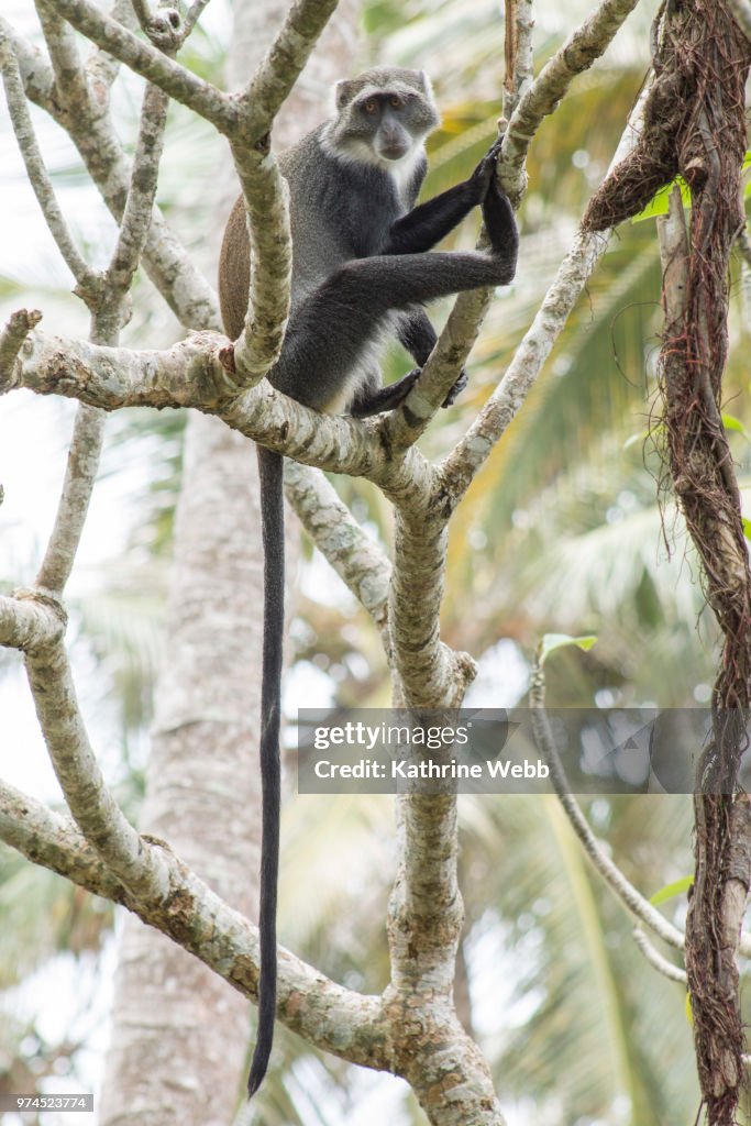 Sykes Monkey