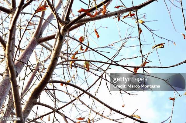 approaching fall - montagna stock pictures, royalty-free photos & images