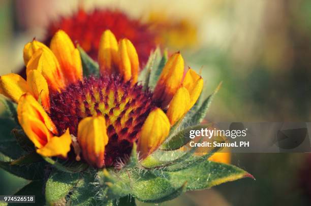 sun flower - ph live stock pictures, royalty-free photos & images