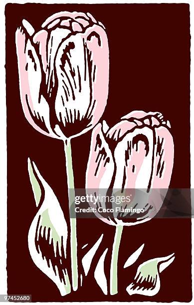 a vintage print of tulips - coco brown stock illustrations