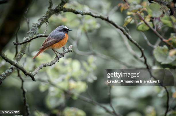 un petit oiseau ... (2) - oiseau stock pictures, royalty-free photos & images