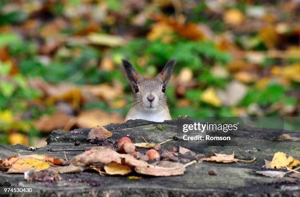 photo by: romson - arctic hare stock-fotos und bilder