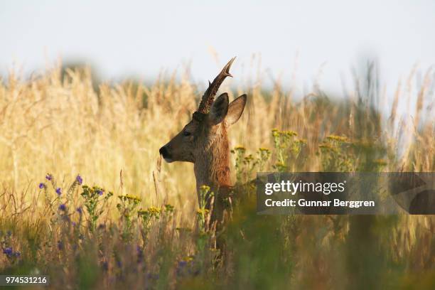 roedeer 3 - moose swedish stock pictures, royalty-free photos & images