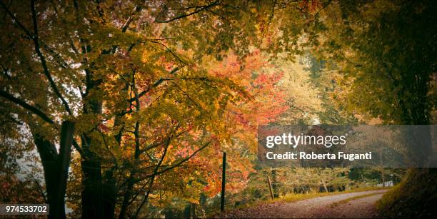 sentiero d'autunno - sentiero - fotografias e filmes do acervo