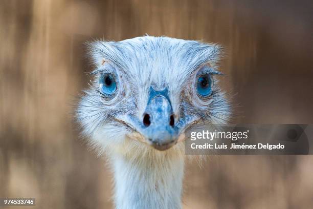 avestruz en zoo de castellar - avestruz stock pictures, royalty-free photos & images